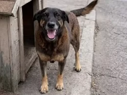 Caso Orelha: adolescentes retornam ao Brasil após morte brutal de cão em Florianópolis