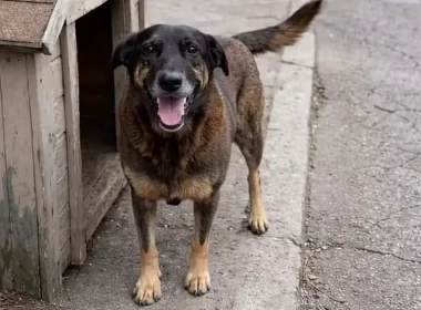 Caso Orelha: adolescentes retornam ao Brasil após morte brutal de cão em Florianópolis